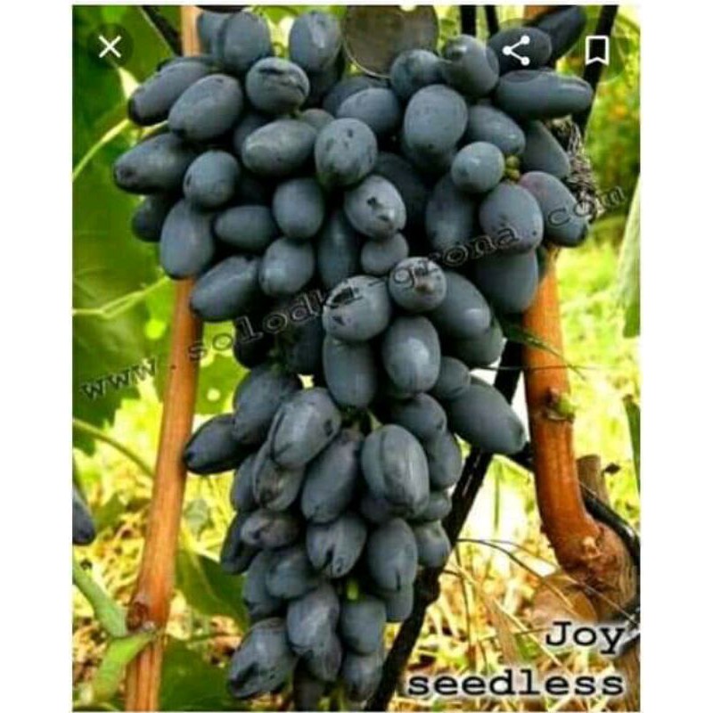 Jual Bibit Tanaman Anggur Import Joy Sedless Grafting Shopee Indonesia