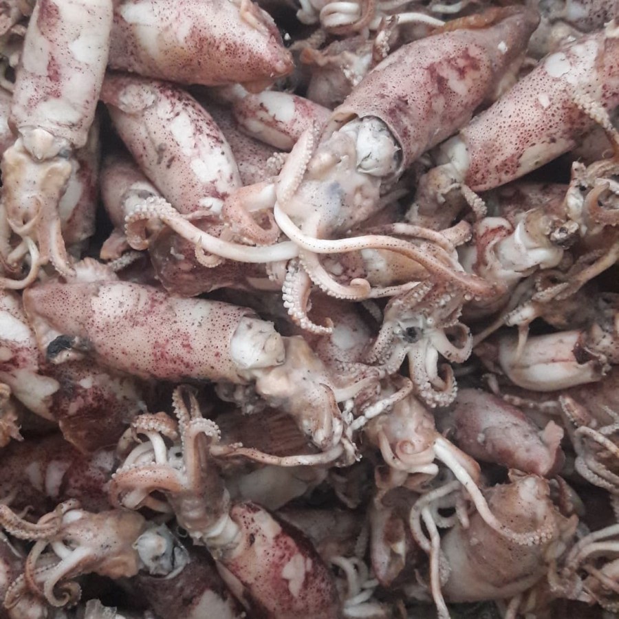 Jual Ikan Asin Sotong Besar Cumi Sotong Rebus Gr Shopee Indonesia