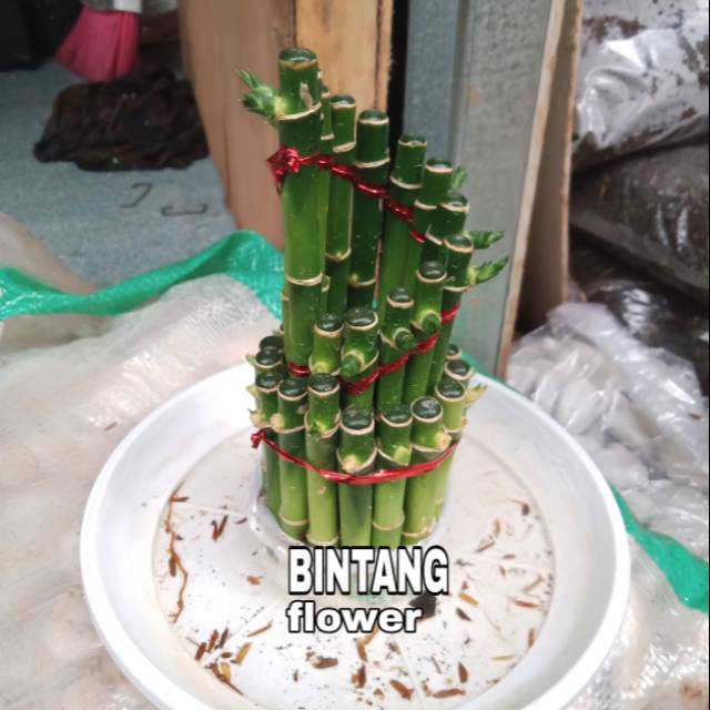 Jual Bambu Hoki Tanaman Hias Bambu Hoki Shopee Indonesia