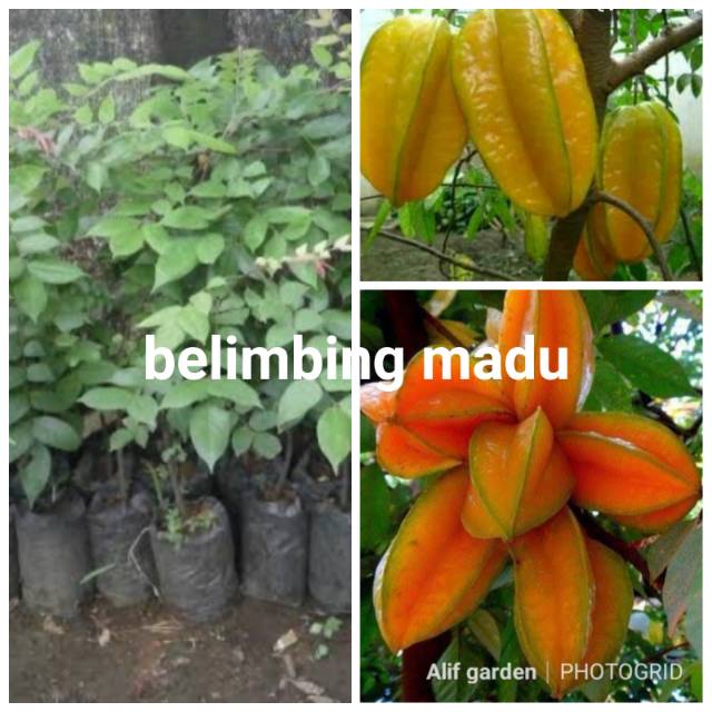BIBIT BELIMBING MADU SUPER JUMBO