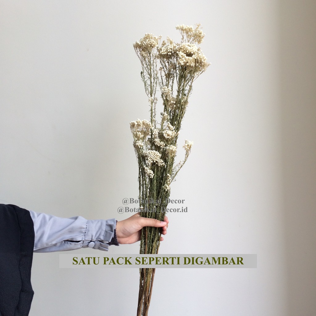 Jual Dried Rice Flower Bunga Kering Asli Hiasan Dekorasi Pajangan ...