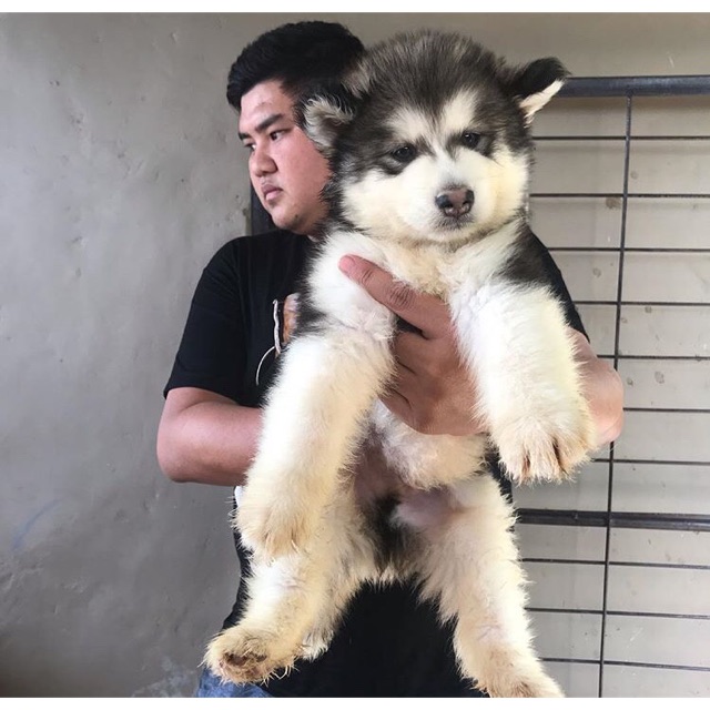 Jual puppy sale alaskan malamute