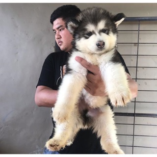 Husky store puppy harga