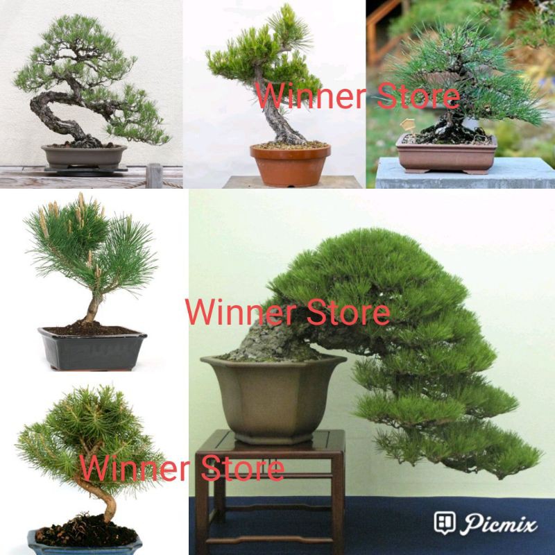 Jual Bibit Benih Pinus Hitam Jepang (1 Butir) | Shopee Indonesia