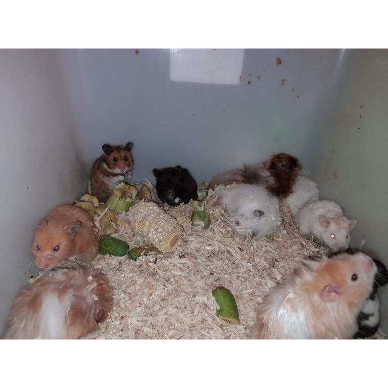 Hamster syrian long hair best sale aka anggora