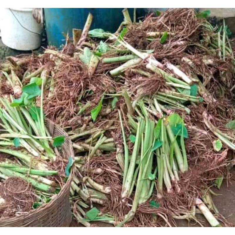 Jual bibit talas pratama per tangkai | Shopee Indonesia