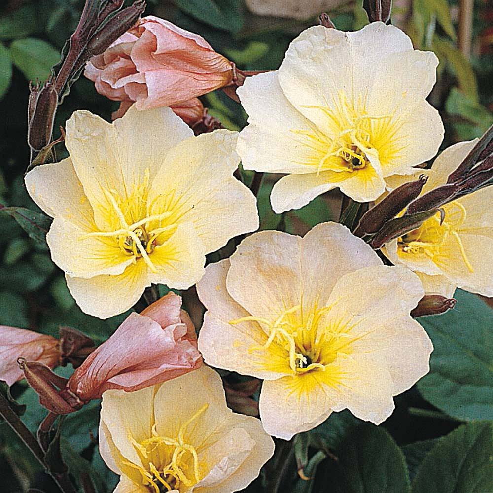Jual Oenothera Lemon Sunset 3 Biji (Benih Biji Bibit Tanaman Bunga ...
