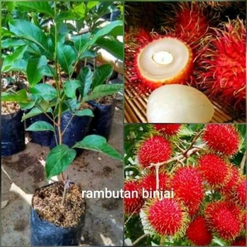 Jual Rambutan Terlengkap & Harga Terbaru Juli 2026 | Shopee Indonesia