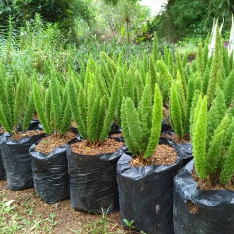 Jual taneman buntut bajing | Shopee Indonesia