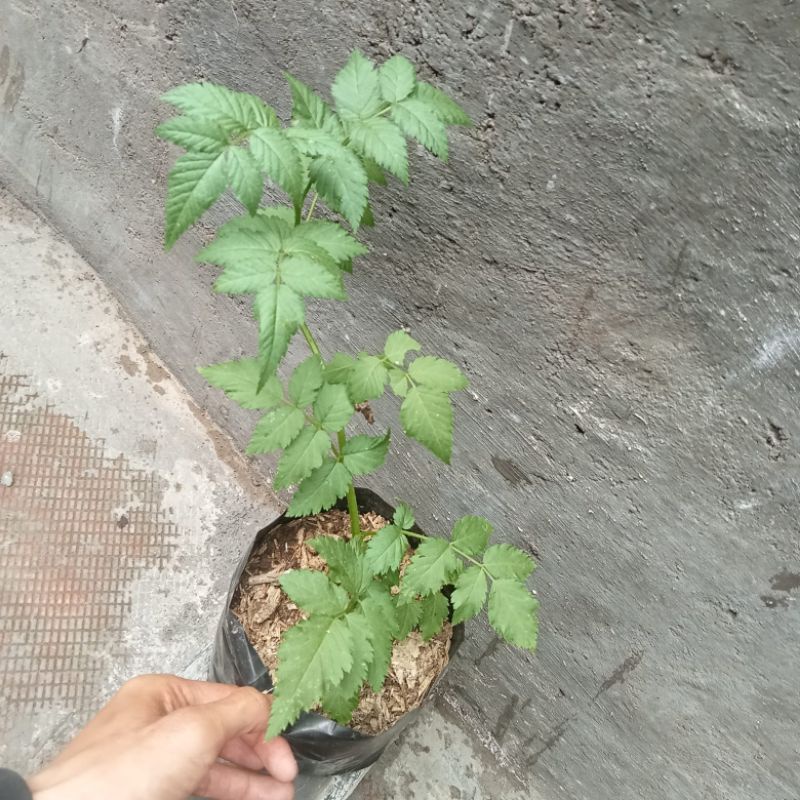 Jual Bibit tanaman Raspberry Lokal - Pohon Raspberry Lokal | Shopee ...