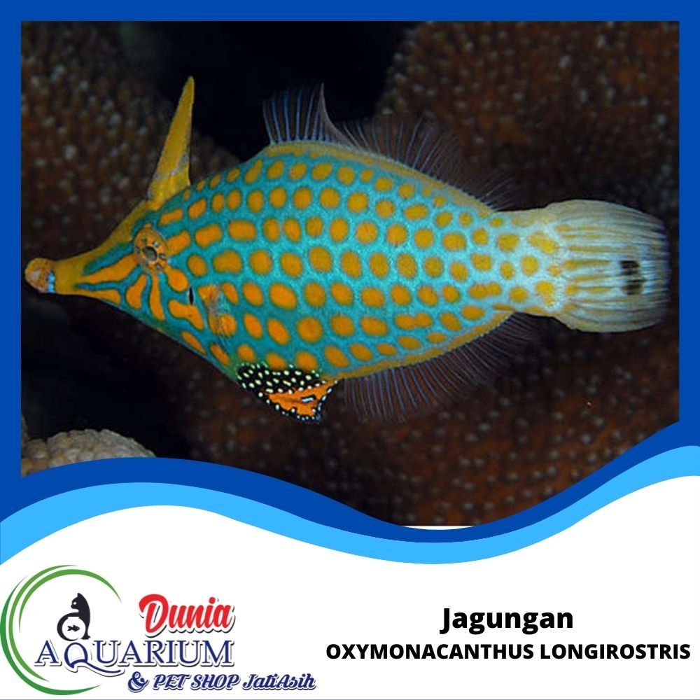 Jual Jagungan Filefish Ikan Hias Laut Aquarium Laut Marine Reef Tank ...