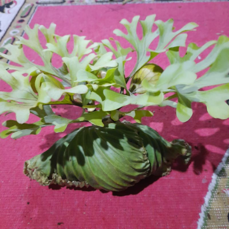 Jual tanaman hias tanduk rusa#Platycerium Ridleyi#tanaman gantung# ...