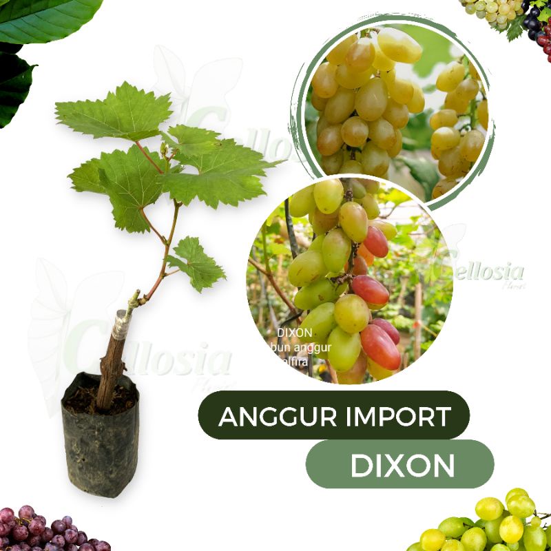 Jual Bibit Tanaman Buah Anggur Import Dixon Grafting Cepat Berbuah Shopee Indonesia