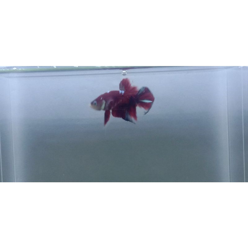 Jual red koi coopper ( rkc ) | Shopee Indonesia