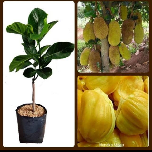 Jual Bibit Nangka Madu Shopee Indonesia