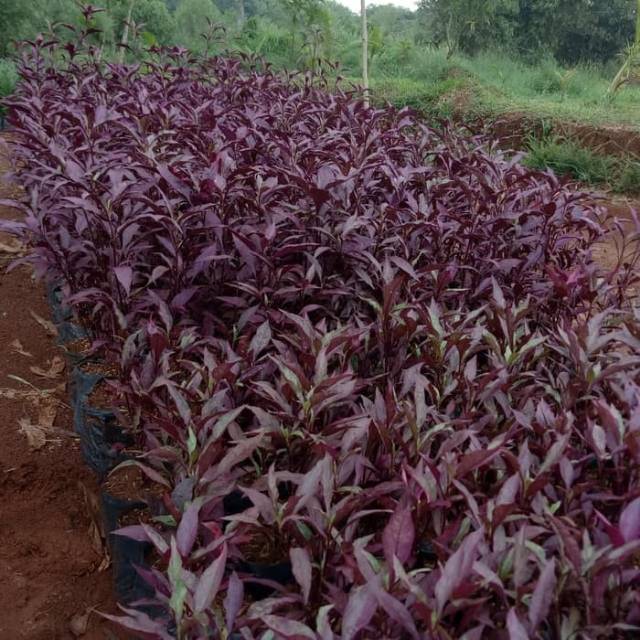 Jual Tanaman hias erpah - erpah bayam merah - tanaman hias predu ...