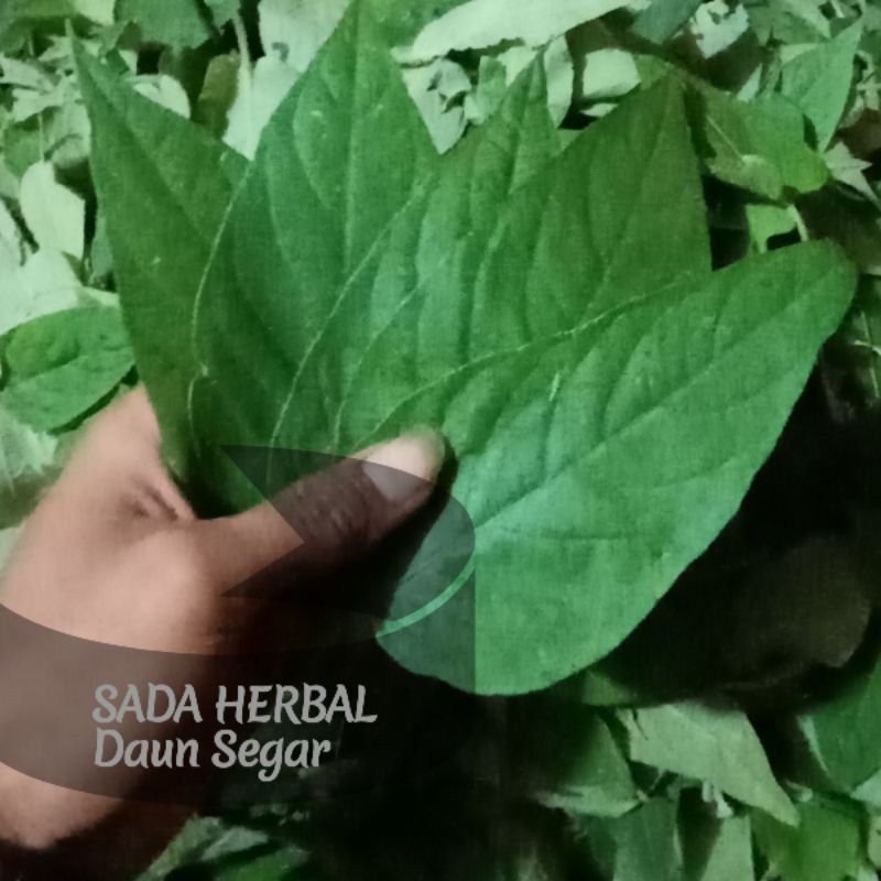 Jual Daun Simbukan Sembukan Atau Daun Kahitutan Segar 1 Kg Murah Shopee Indonesia 9264