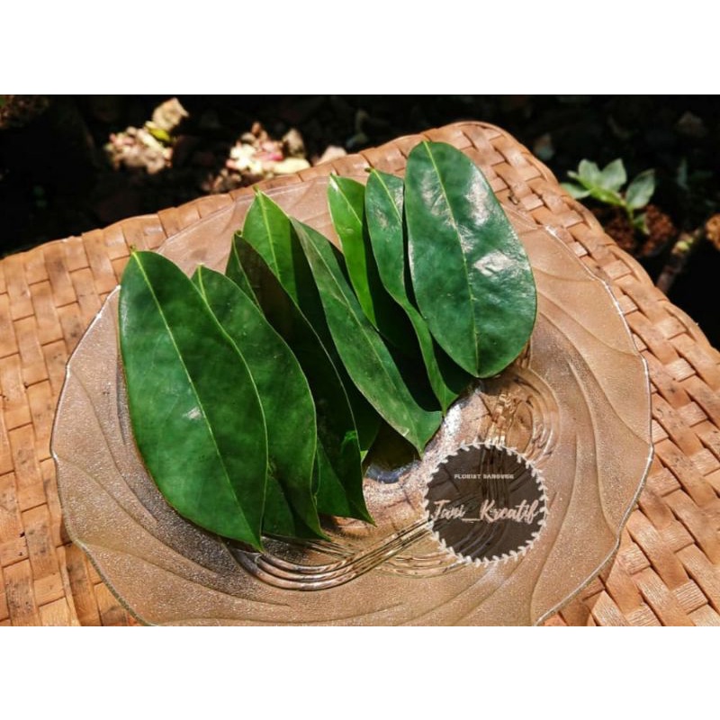 Jual Daun Sirsak Fresh Tanpa Pestisida Isi Lembar Shopee Indonesia