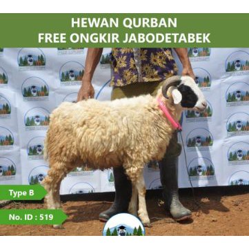 Jual Hewan Qurban Domba / Kambing Kurban Bobot 30 Kg | Shopee Indonesia