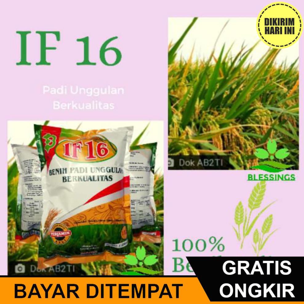 Jual Bayar Ditempat Jg Benih Padi If Bibit Padi If Ab Ti Bayar Ditempat Shopee