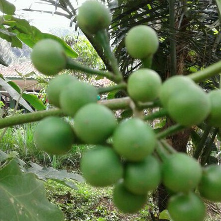 Jual Buah pokak atau takokak segar 500 gram | Shopee Indonesia