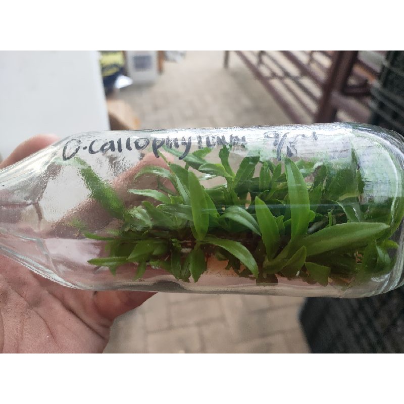 Jual Co Harga 175 ribu Bibit Botolan Dendrobium Spesies Calophyllum ...