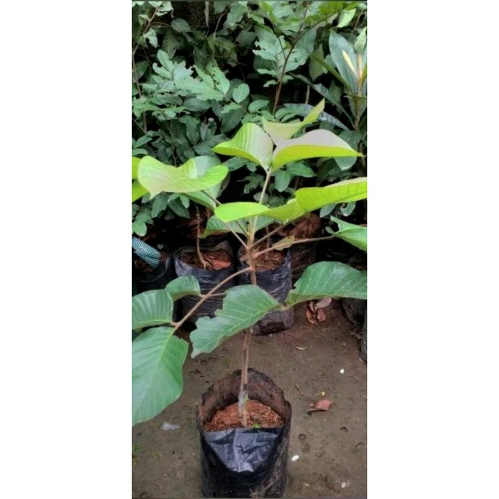 Jual $_$ BIBIT TANAMAN BUAH KECAPI-POHON KECAPI FAVORITE MULAI LANGKA ...