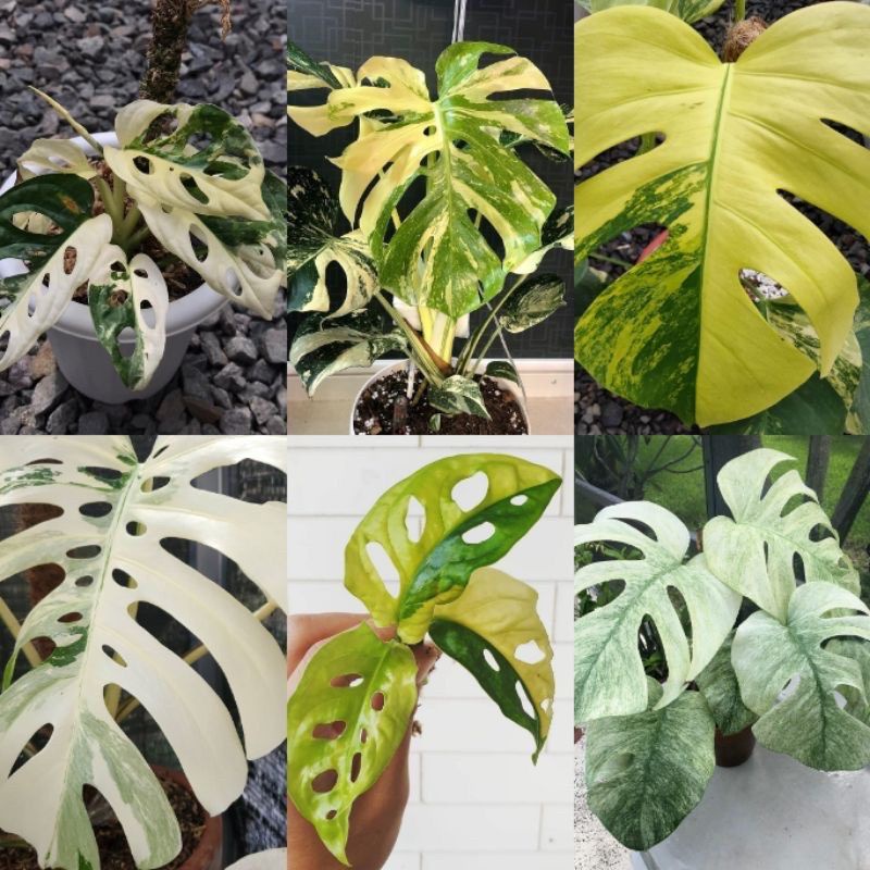Jual Tanaman Monstera Terlengkap & Harga Terbaru Juli 2026 | Shopee ...