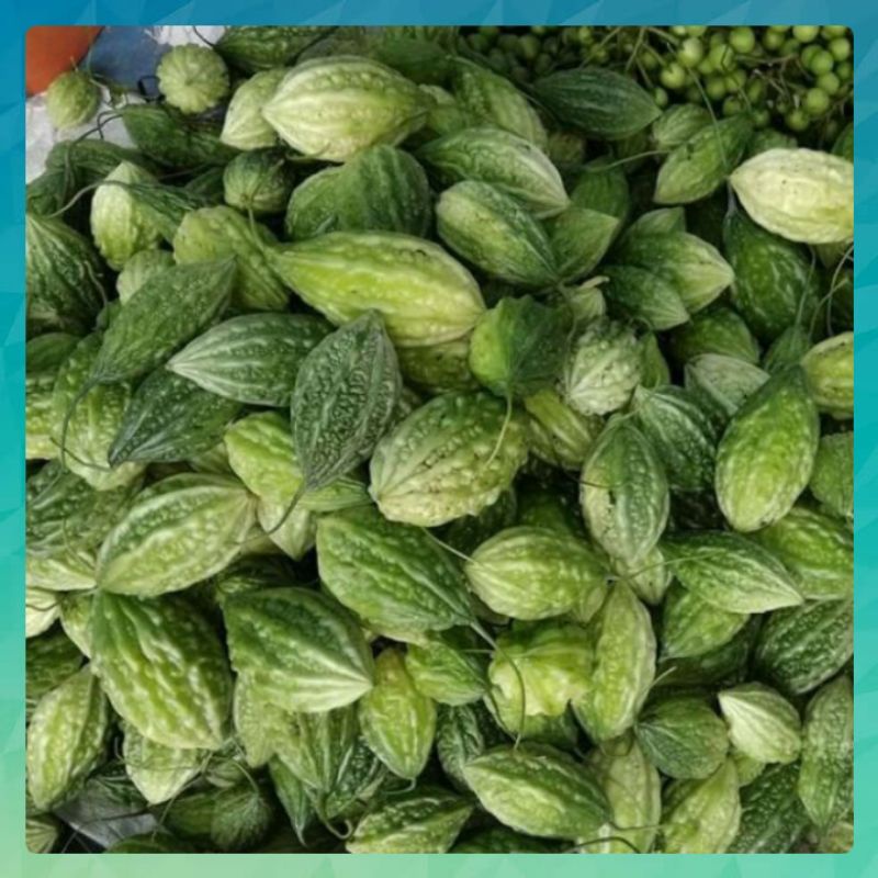 Jual 3 Benih PARE HUTAN / PARE MINI / PARIA ALAS | Shopee Indonesia
