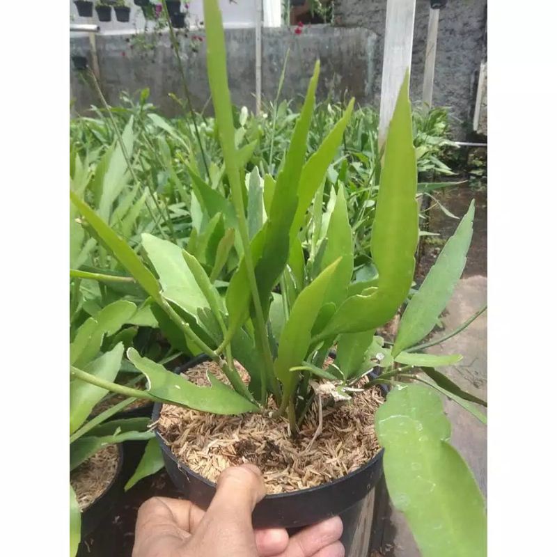 bibit Wijaya Kusuma bunga besar perbatang 1-3 helai daun murah