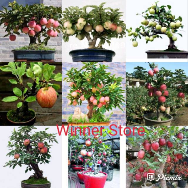Bibit Benih Buah Apel Mix (1 Butir)