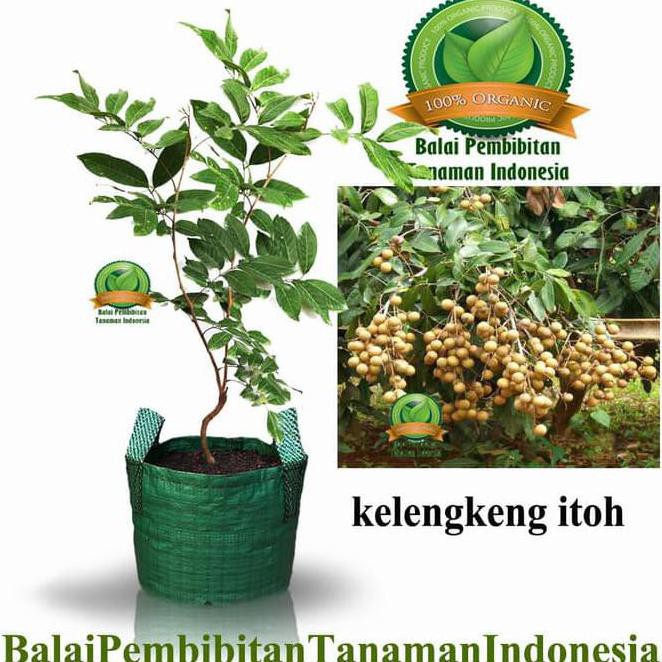 COD Bibit Kelengkeng Itoh Bibit Buah Tanaman
