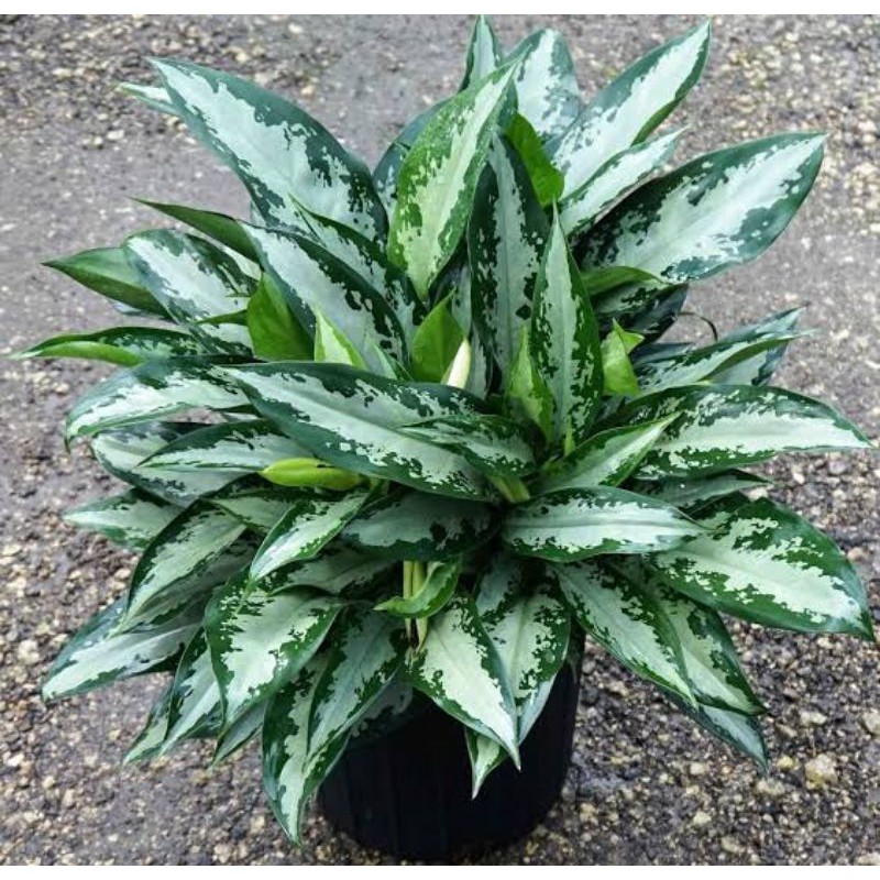 Jual Tanaman Hias Aglonema Bj Freeman | Shopee Indonesia