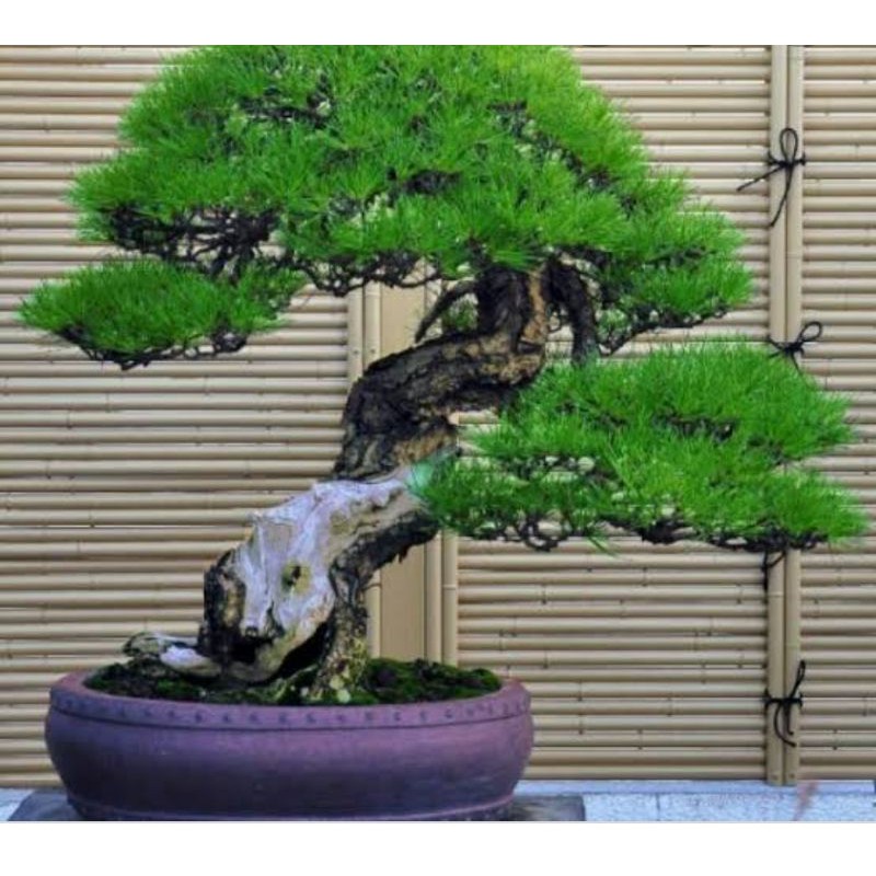 Jual Benih Bibit Biji Japanese Pine Tree Pinus Hitam Jepang | Shopee ...