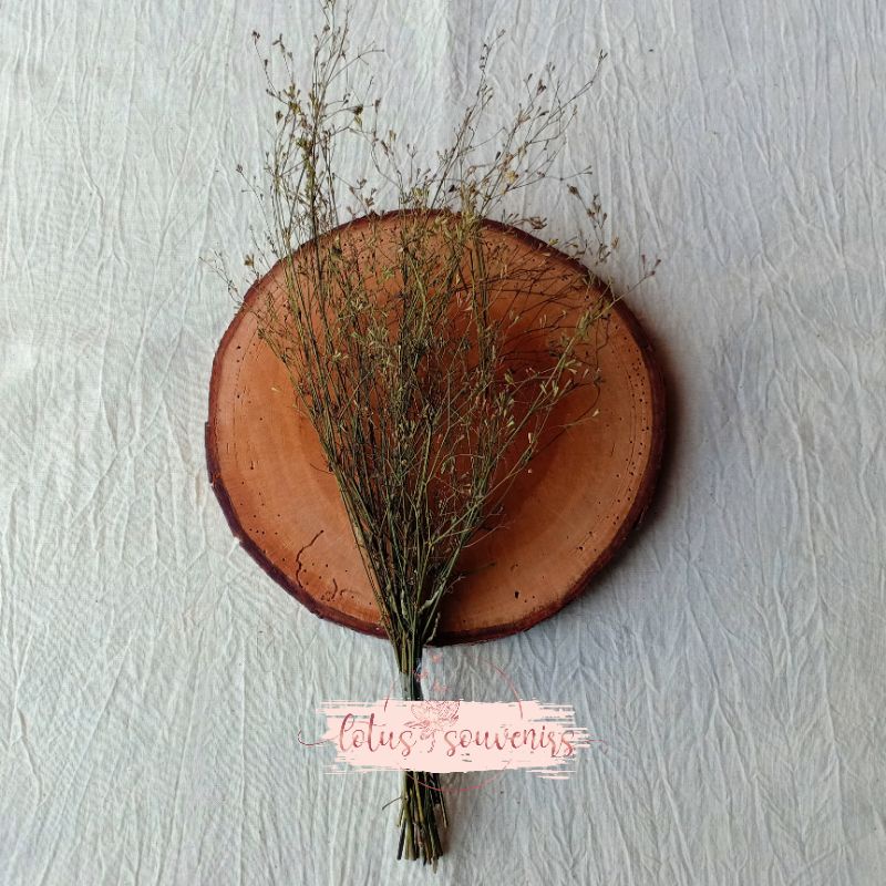 Jual (20 tangkai) Ranting kering bintang dried flower bunga kering ...