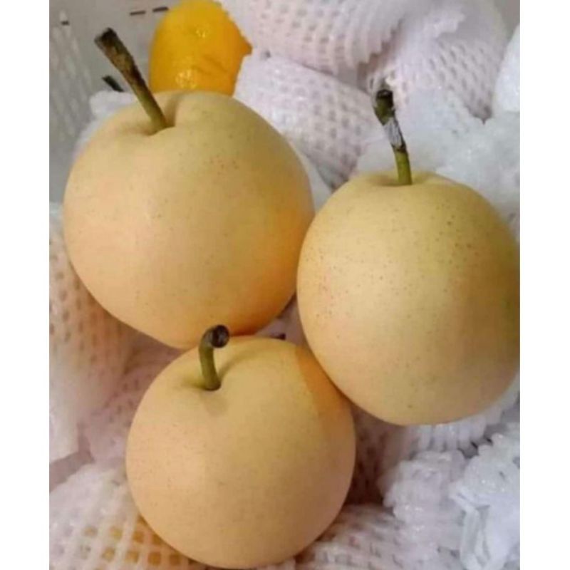 Jual Pear Century Dan Pear Yalie Shopee Indonesia 