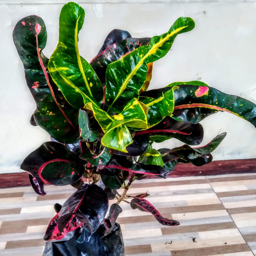 Jual Tanaman Hias Puring Bor - Puring Plintir - Puring Beliung | Shopee ...