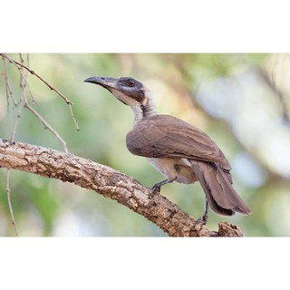 Jual Burung Cucak Timur Atau Koak Koak | Shopee Indonesia