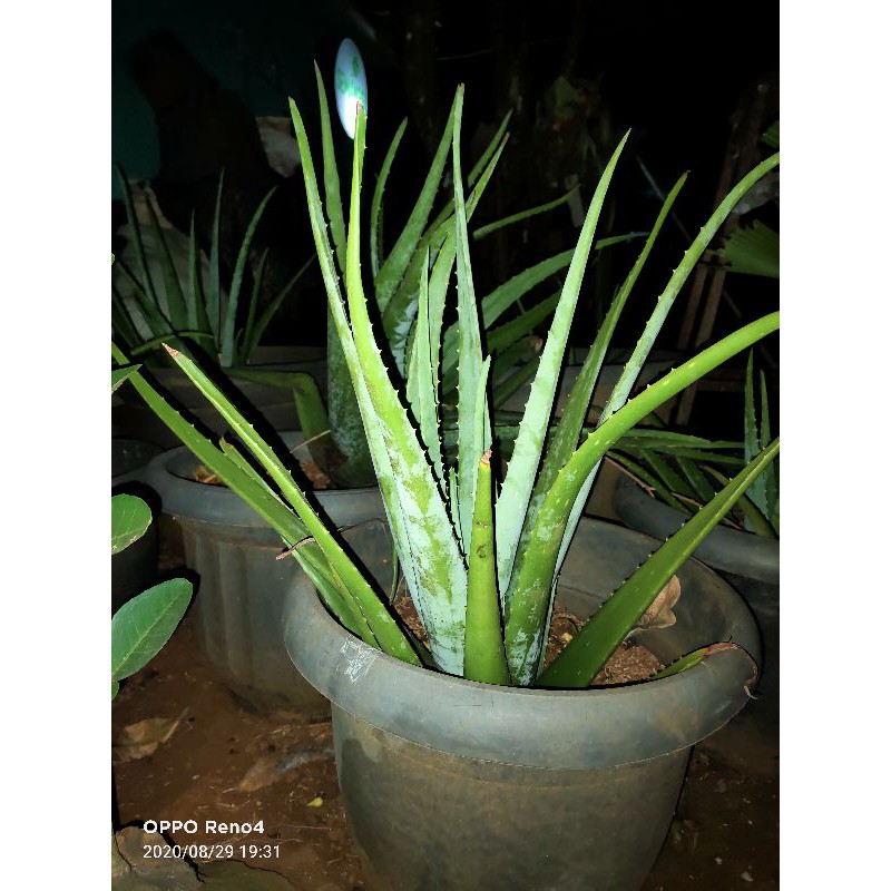 Jual Tanaman Hias Lidah Buaya - Aloe Vera Ukuran 30 Cm | Shopee Indonesia