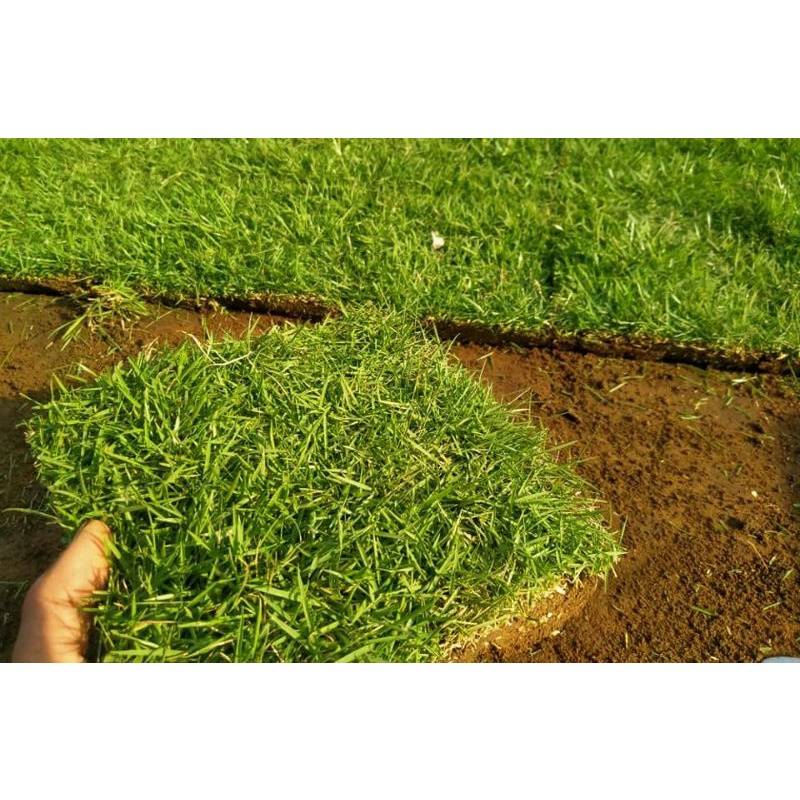 Jual Rumput Jepang Hidup Per Lembar ( P : 25cm , L : 15 cm) Kualitas ...