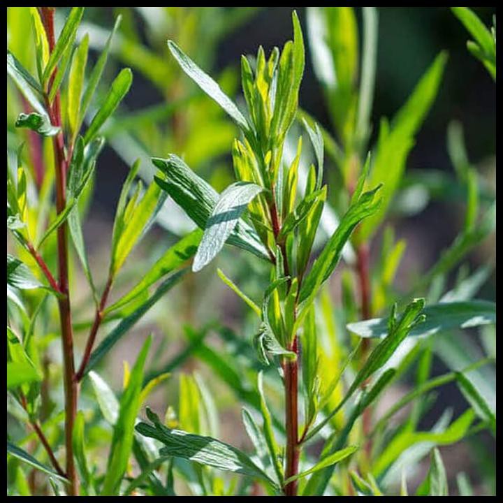 Jual Tarragon Leaves Dried 35Gram/Long Hao Kering / Daun Tarragon