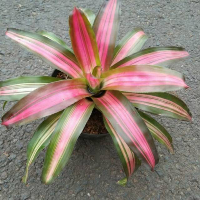 Jual Tanaman Hias Indoor Bromelia Three Color - Pohon Bromelia Tri ...