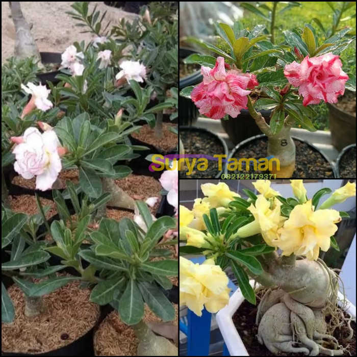 Jual Paket 3 Tanaman Adenium Bunga Tumpuk Bibit Kamboja Jepang Bunga