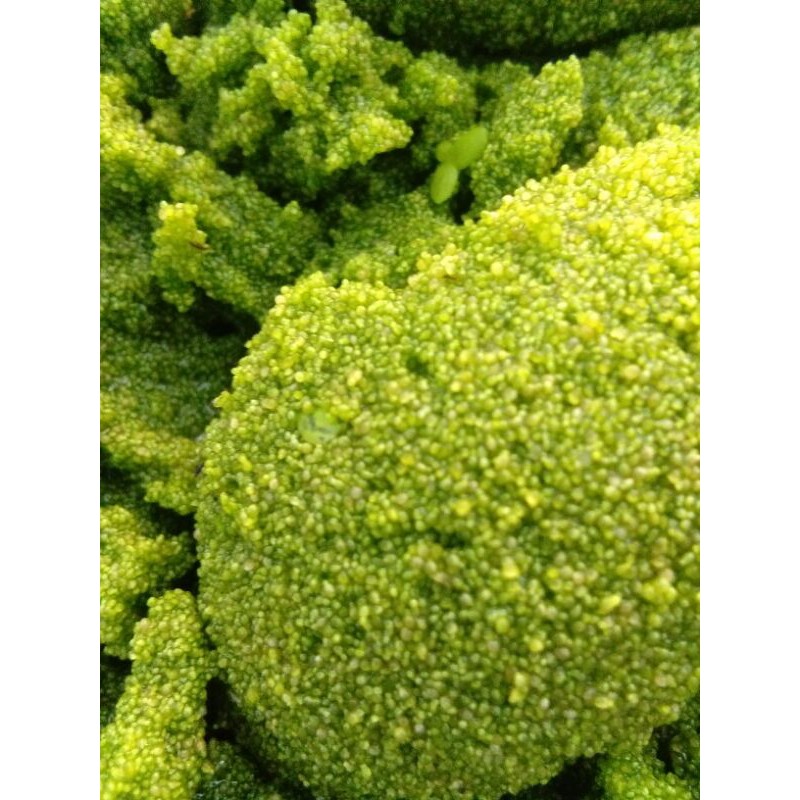 Jual wolffia (500g) | Shopee Indonesia