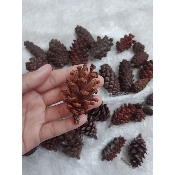 Jual Bunga Pinus Biji Pinus Dried Flower Bunga Kering Shopee Indonesia