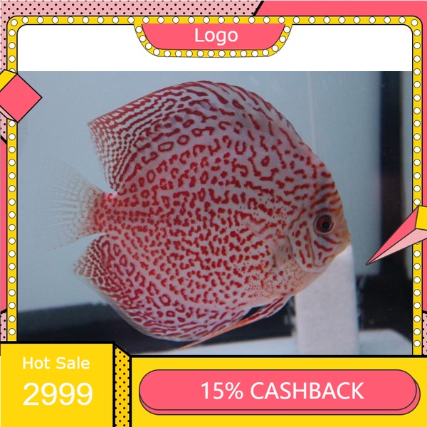 Jual Discus Ring Leopard ( Ikan ) | Shopee Indonesia