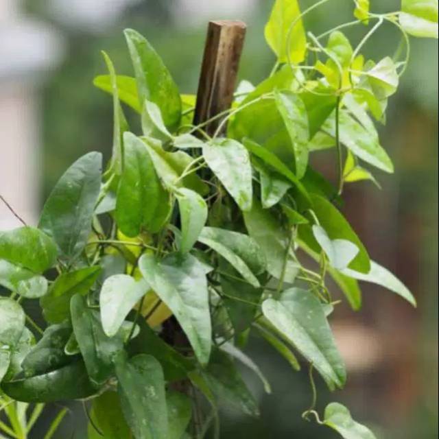 Jual Tanaman Daun Cincau Jelly Rambat | Shopee Indonesia