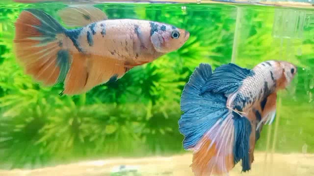 Jual Hiasan Akuarium Sepasang Halmoon Multicolor Fullblok | Shopee ...