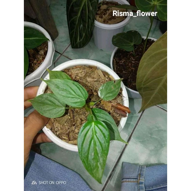 Jual POHON PHILO MAJESTIC / TANAMAN HIAS PHILO | Shopee Indonesia