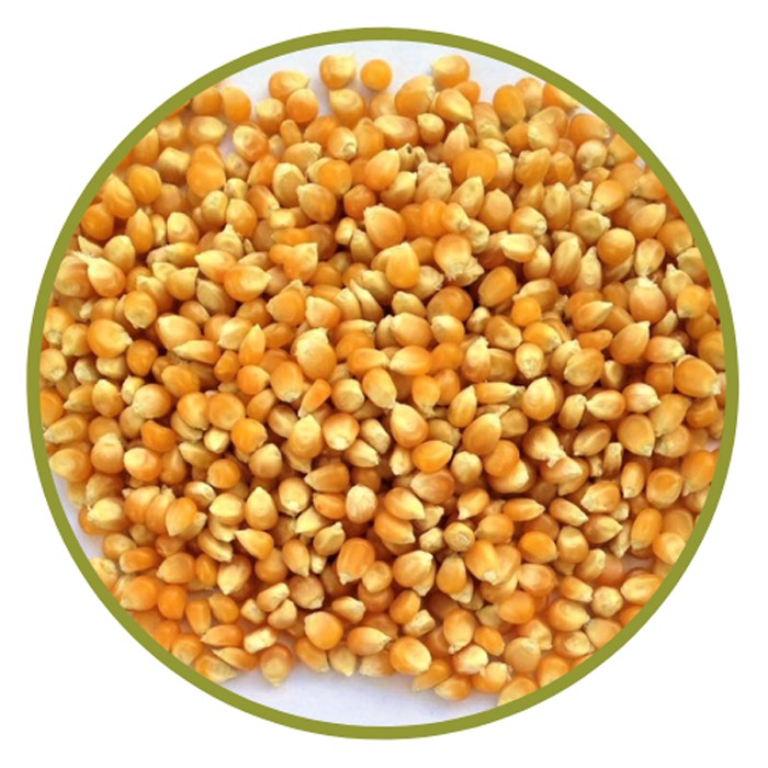 Jual Biji Jagung Popcorn Mentah Import 1kg Jagung Berondong Brondong 1 Kg Shopee Indonesia 6970